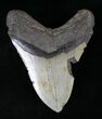 Bargain Megalodon Tooth - North Carolina #21654-2